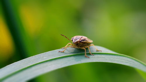 Close-up of insect on leaf