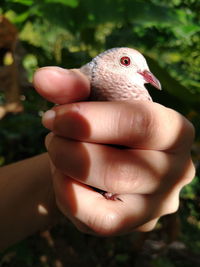 Close-up of hand holding small bird