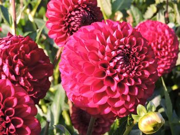 Close-up of pink dahlia flowers