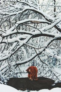 View of a snow covered tree