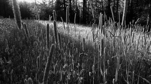 Scenic view of forest