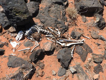 High angle view of lizard on rock