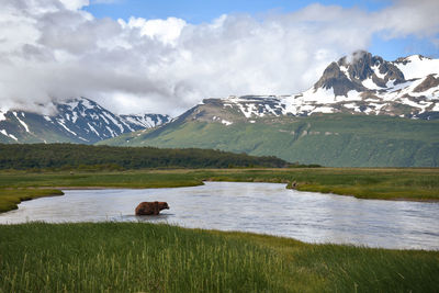 Grizzly bear at katmai national park