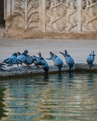 Birds drinking water