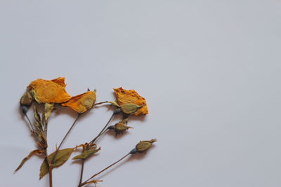 Close-up of dry leaves against white background