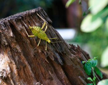 Close-up of insect on plant