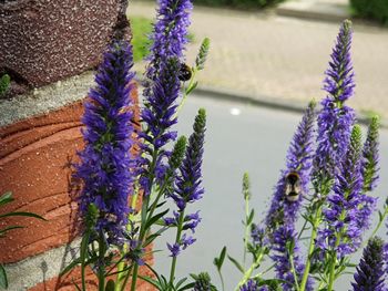 Close-up of purple flowering plants