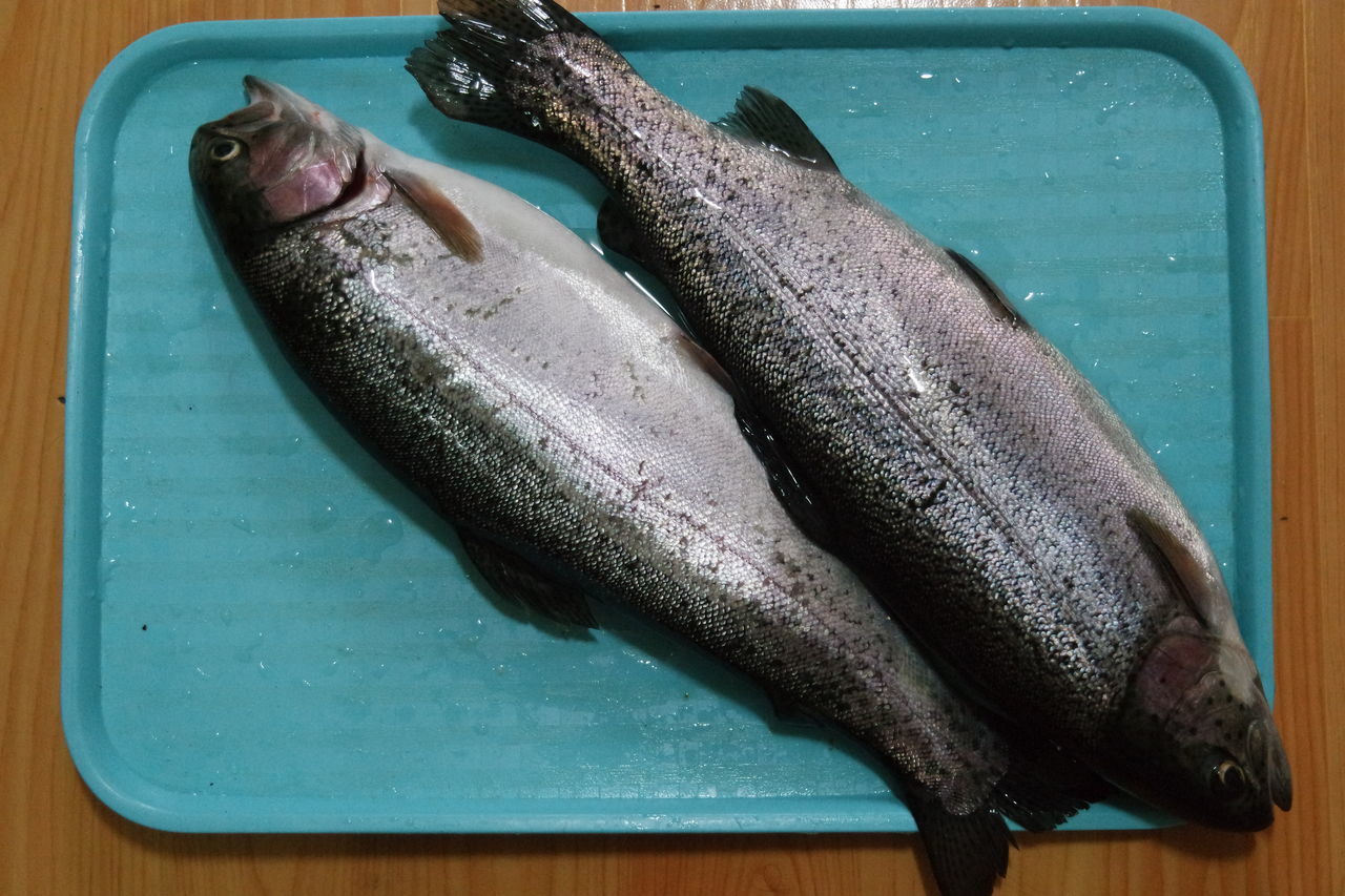 HIGH ANGLE VIEW OF FISH ON TABLE AT BEACH