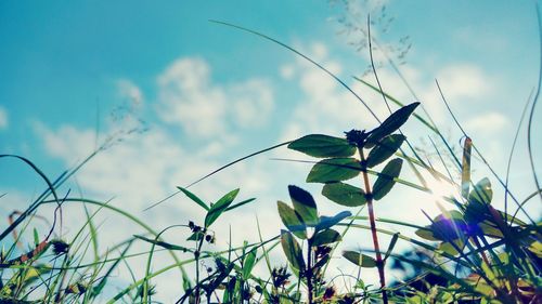 Low angle view of plant against blue sky