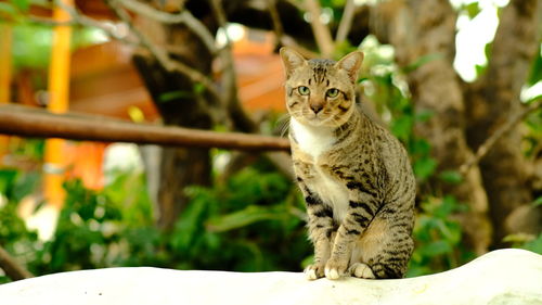 Portrait of a cat sitting outdoors