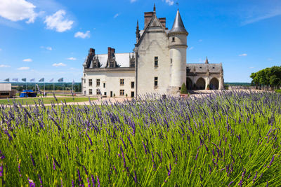Amboise castle 