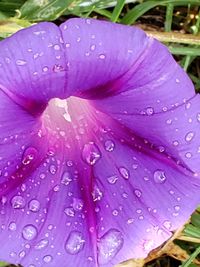 Close-up of raindrops on pink flower