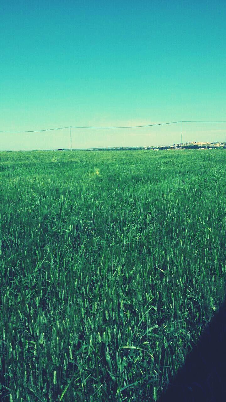 field, grass, landscape, clear sky, tranquility, tranquil scene, rural scene, grassy, green color, growth, blue, copy space, nature, beauty in nature, scenics, agriculture, farm, plant, sky, horizon over land