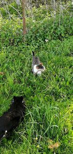 View of birds on field