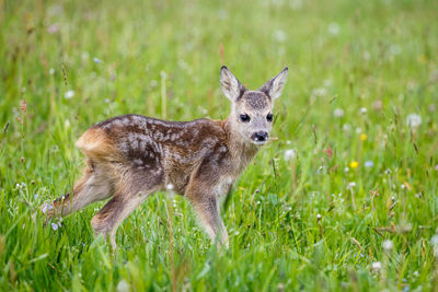 Portrait of an animal on grass