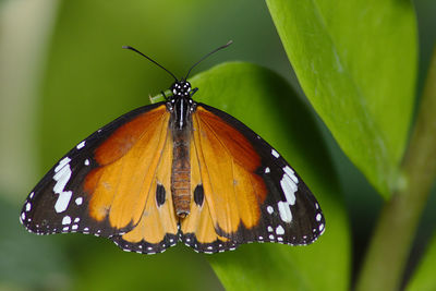 Close-up of butterfly on leaf