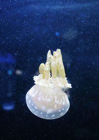 Close-up of white jellyfish swimming in sea