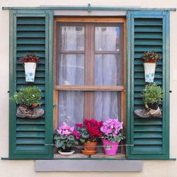 Potted plants on the wall