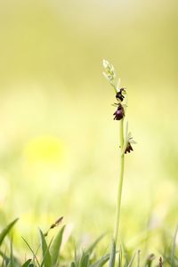 Ophrys insectifera, wild orchid