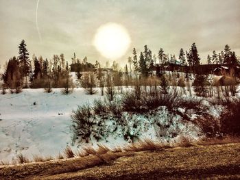 Trees on field against sky during winter