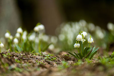 Close-up of small plant growing on field