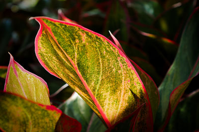 Closeup of sunlight shining on a aglaonema leaf.