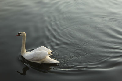 Mute swan swimming in lake