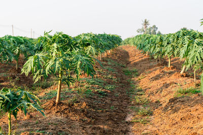 Scenic view of corn field against sky