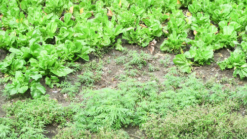 High angle view of plants growing on field