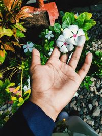 Close-up of hand holding flowering plant