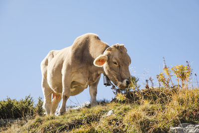 Cow grazing in mountains under blue sky