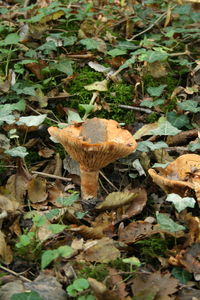 Close-up of leaves on field