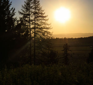 Sun shining through trees