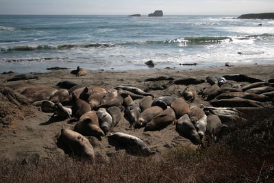 High angle view of aquatic mammals lying on shore at beach