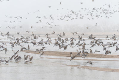 Flock of birds in snow