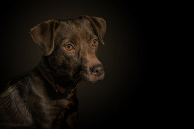 Close-up portrait of dog against black background