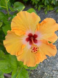 Close-up of orange hibiscus