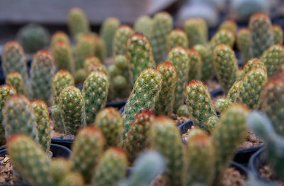 Close-up of succulent plant for sale