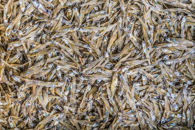 Full frame shot of fish in market