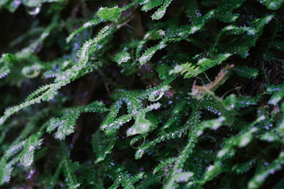 Full frame shot of frozen plants