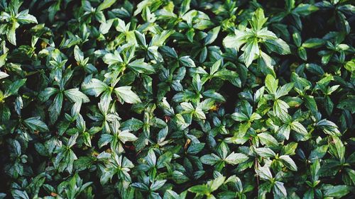 High angle view of plants growing on field