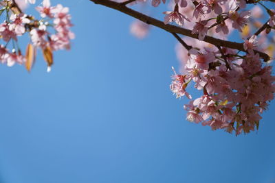 Low angle view of cherry blossoms against blue sky