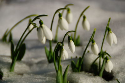 Close-up of flowers