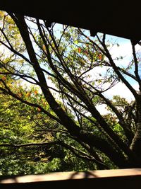 Low angle view of tree against sky