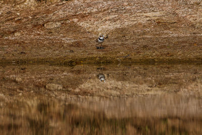 View of birds flying over land