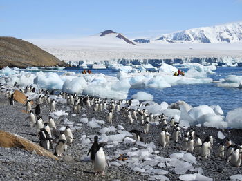 Adelie penguins on snow covered landscape against sky