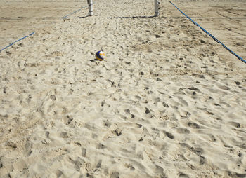 High angle view of bird on sand at beach