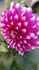 Close-up of flowers blooming outdoors