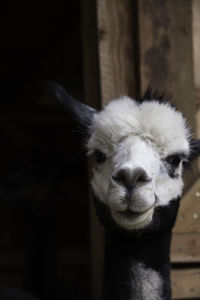 Close-up portrait of a alpaca 