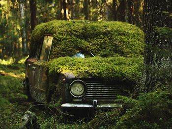 Abandoned car in forest